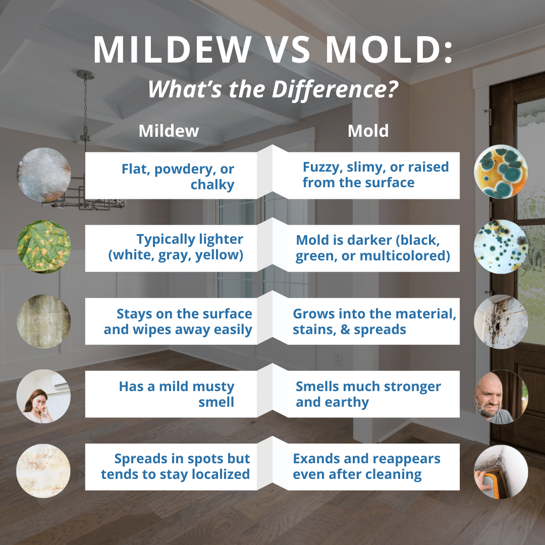 the difference between mildew and mold