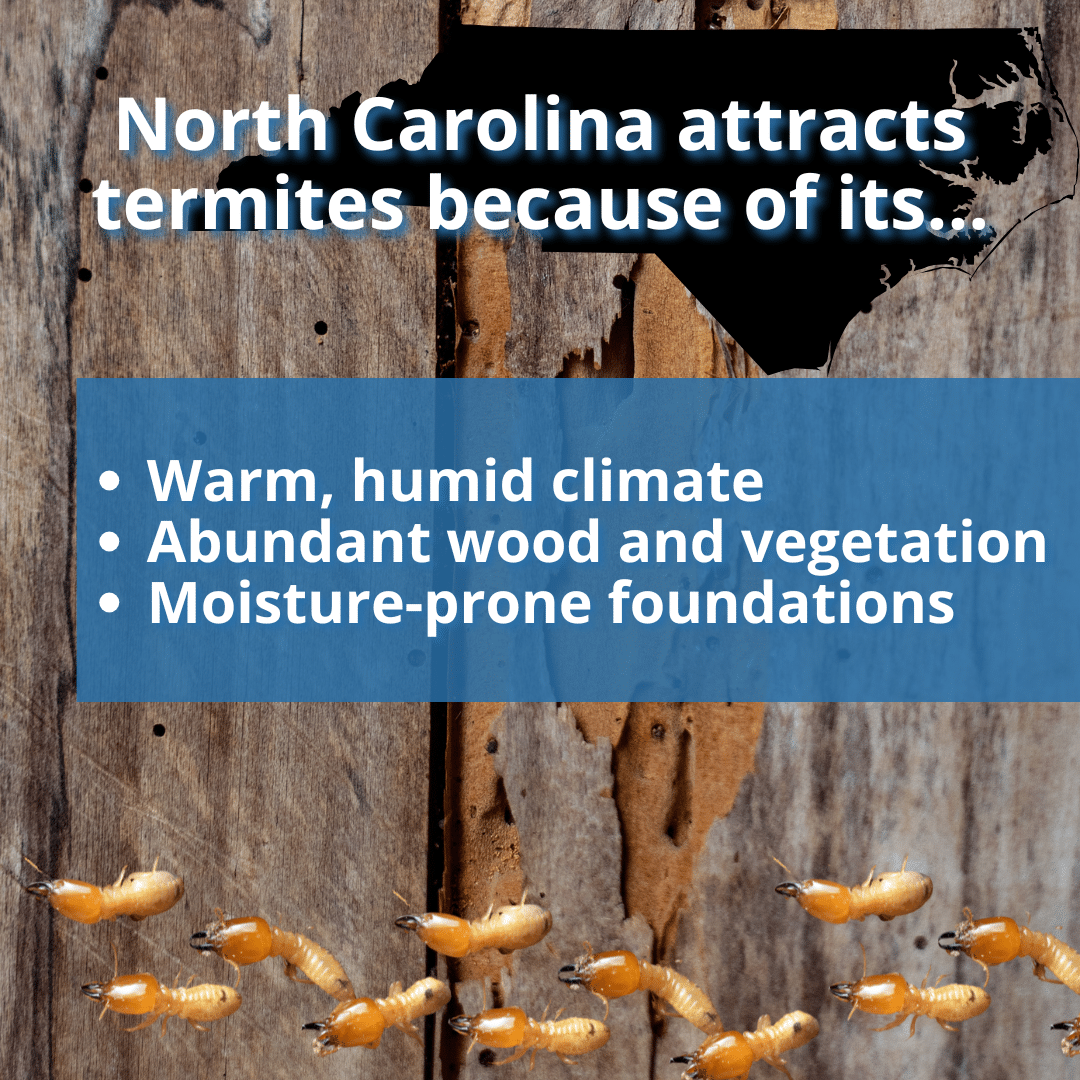 North Carolina and termites