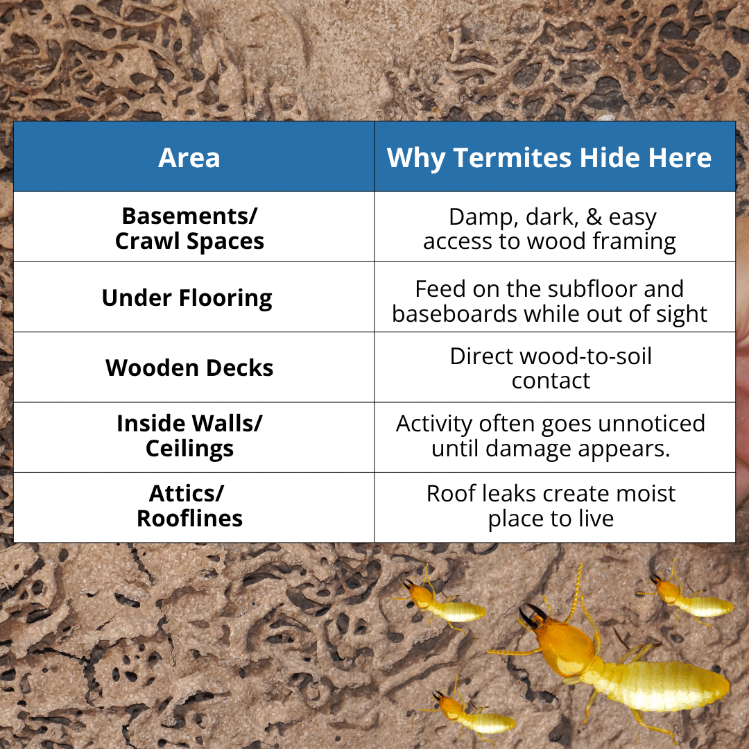 common areas termites live
