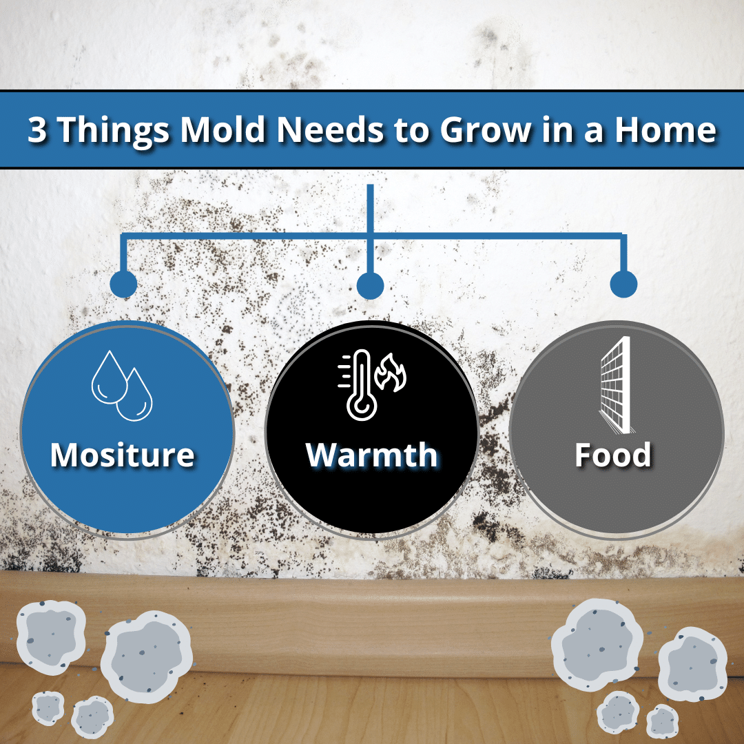 what mold needs to grow in a home